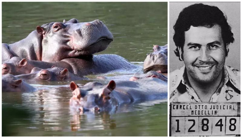 Pablo Escobars  Cocaine hippos columbias ecological crisis 