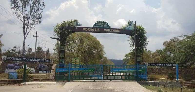 PCCF ordered to Investigate Bandipur National Park Corruption gvd