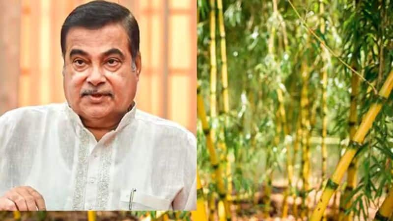 Using bamboo as a barrier on the highway in Maharashtra Such an attempt is first in the world: Minister Gadkari akb