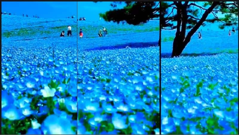 Japans Hitachi Seaside Park It is a place where blue sky and blue flowers blue sea can be seen at a time akb