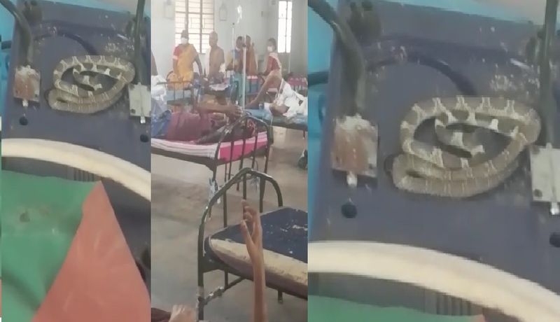 snake entered into asarippallam government hospital and video goes viral