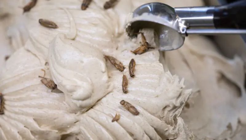 german bakery introduces cricket flavored ice cream etj 