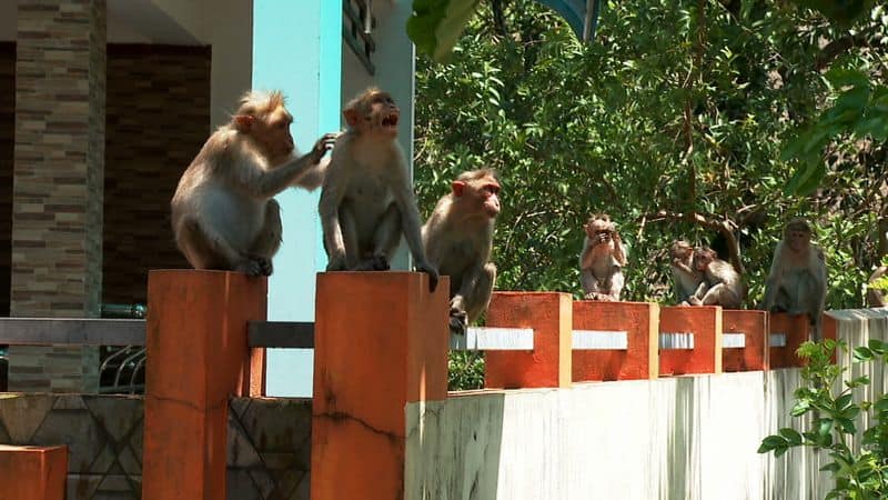 Feeding monkeys