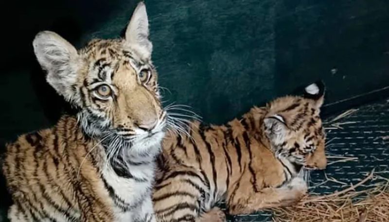 tiger cubs found in andhra home hyp 