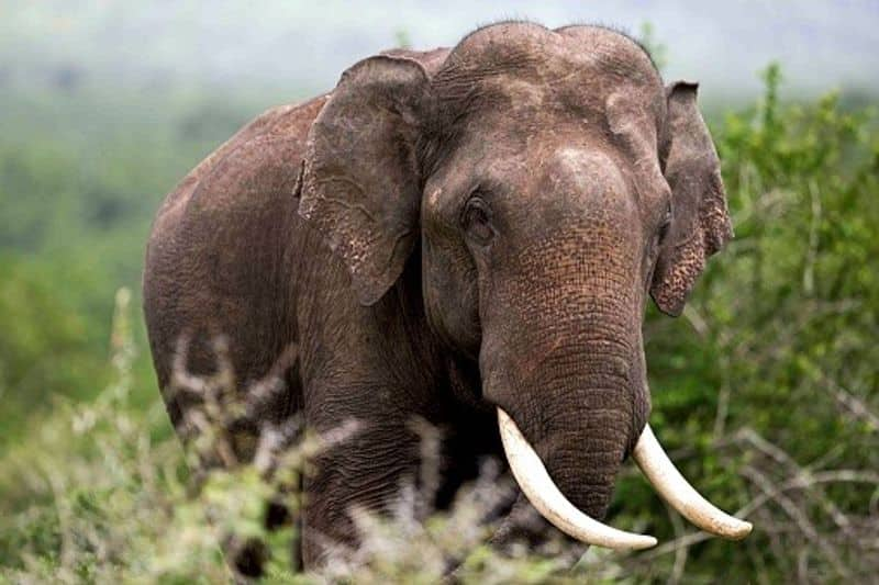 Endangered Elephants in kerala article by Jagadheesh villodi bkg