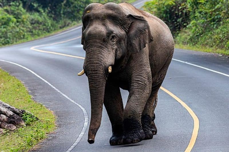 Over 400 elephants dies in past 6 years in kerala World Elephant Day apn 