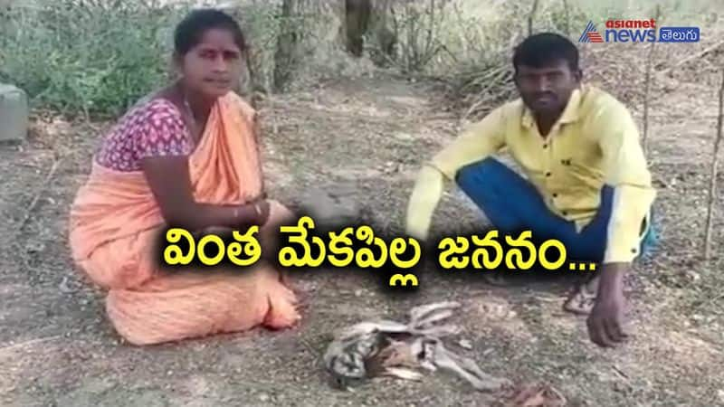 Baby goat born with two heads and four legs in Peddapalli Dist 