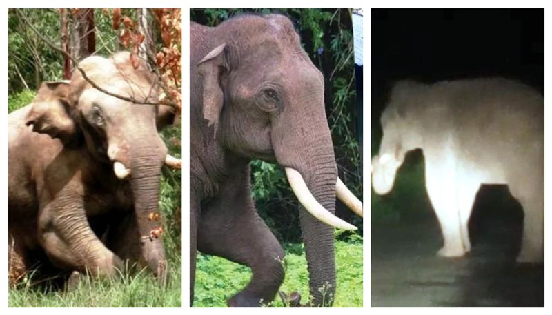 Arikomban,Paadayappa,chakka Konpan in the inhabited area of munnar fvv