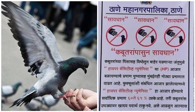 Hypersensitive Pneumonia On rise Thane officials  warn people against feeding the pigeon san