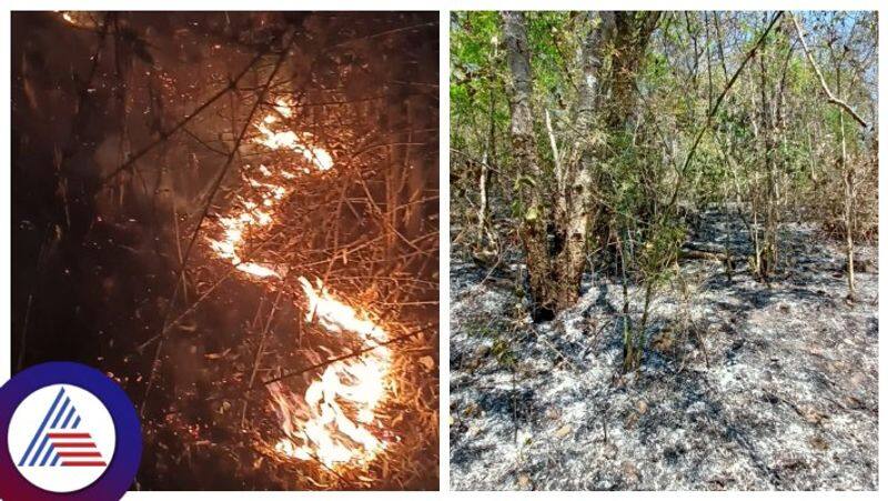 Chikkamagaluru wildfire three bikes gutted in forest fire gow