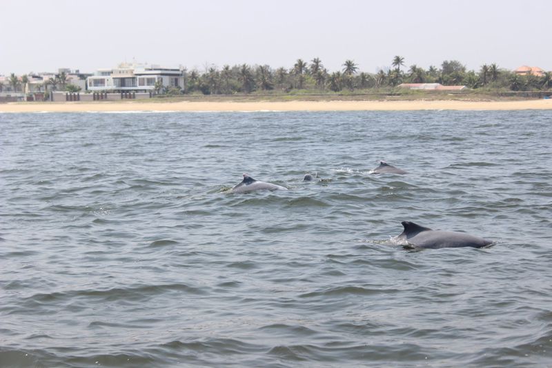 Indo pacific humpback dolphins spotted near neelankarai