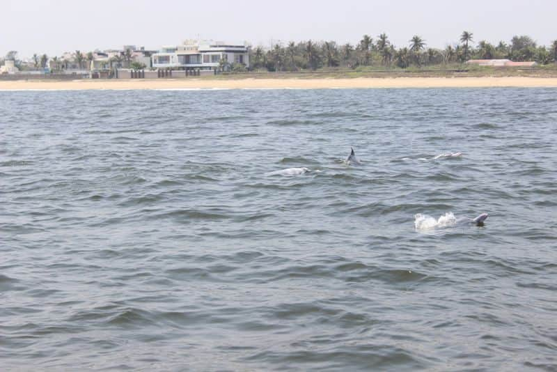 Indo pacific humpback dolphins spotted near neelankarai