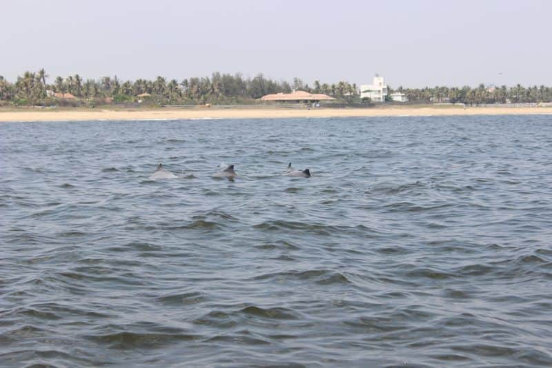 Indo pacific humpback dolphins spotted near neelankarai