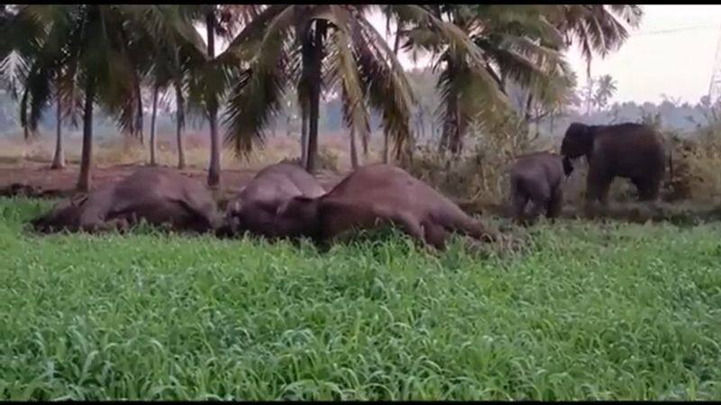 3 forest elephants died in farm land in dharmapuri