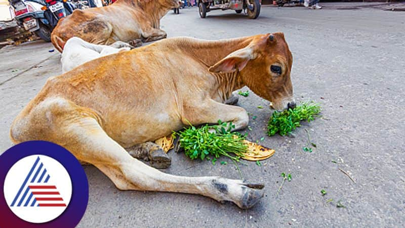 Feeding green vegetables to these animals will give you fortune