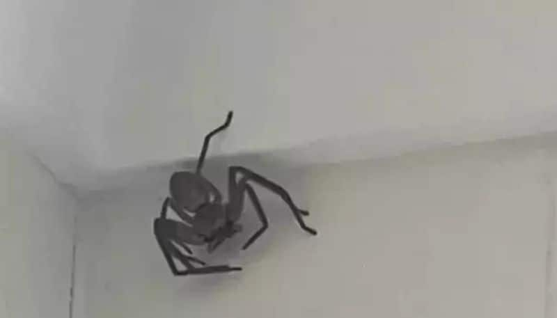 woman seeks helps to remove spider from her room through social media hyp