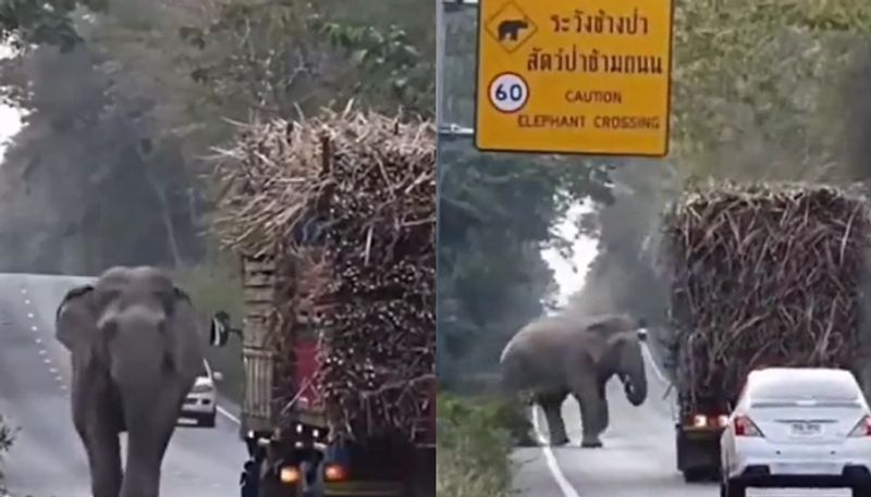 elephant collects sugarcane from trucks the video going viral hyp 