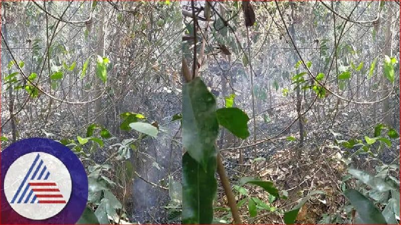 Fire disaster in Neria and Ujire forest areas at mangaluru rav