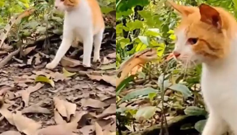 cat s reflex is faster than the average snake s reaction time this fight video viral ppp