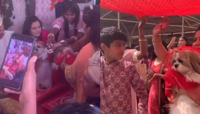 viral video in which pet dogs marriage celebrated by their owners and relatives hyp 