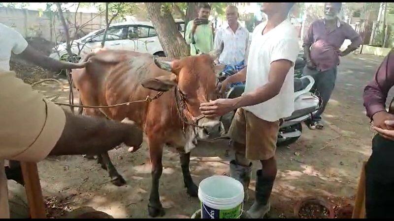 a cow rescued from drainage by fire safety and rescue officers in coimbatore