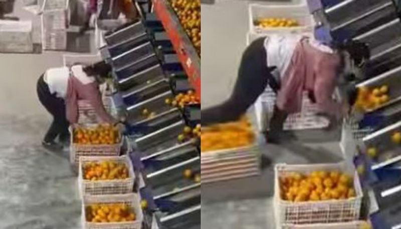 Woman quickly and efficiently filling baskets with oranges as they come out of a machine goes viral