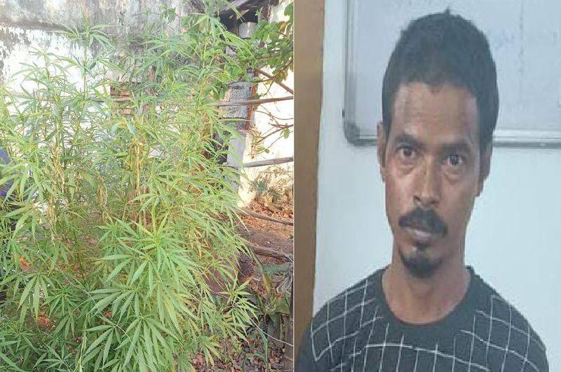 north indian youth arrested for growing ganja plant at home in coimbatore