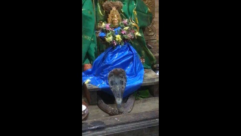 During the pooja, the beautiful snake that danced at the feet of the goddess the devotees were ecstatic