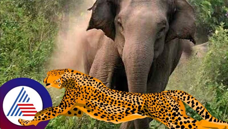 Wild animals attack forest villages in Uttara Kannada dandeli karwar rav