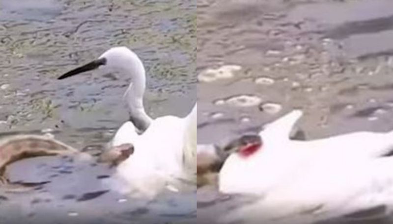 Snake And Bird Involved In Ferocious Fight azn 