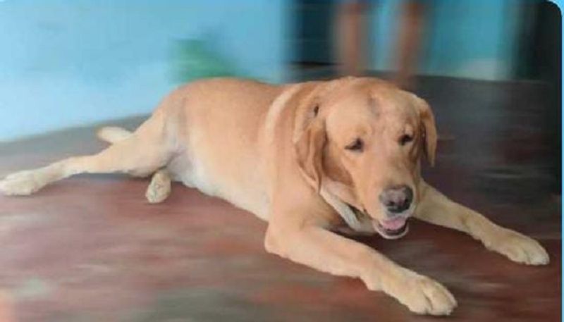 Do you know who Donated Blood to Pregnant Dog in Haveri grg