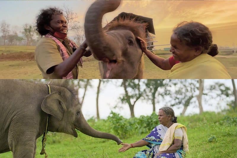 Madhumalai forest Animal cub care taker  Bellie shares her experience about Oscar Winning Documentary The Elephant Whisperers ckm