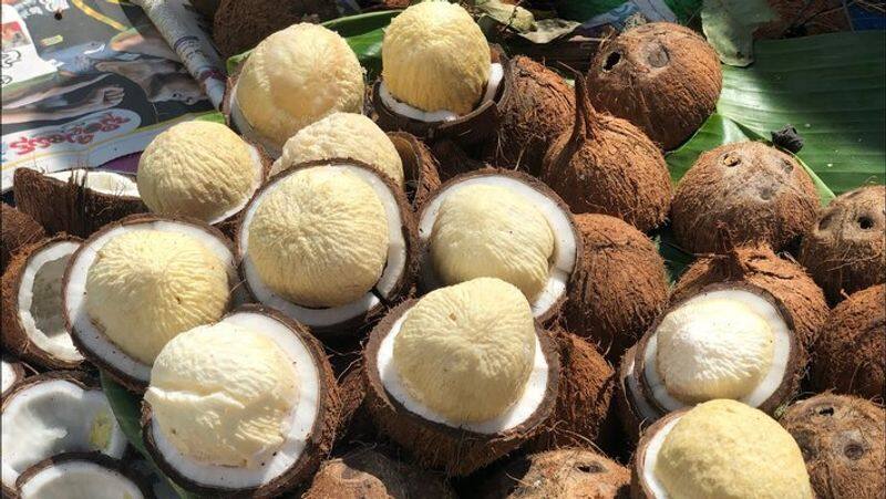  Farmers condemn the suspension of coconut purchase system  snr