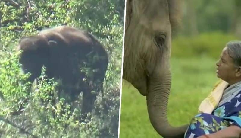 Oscar brings a smile on the face of real-life 'Elephant Whisperer'