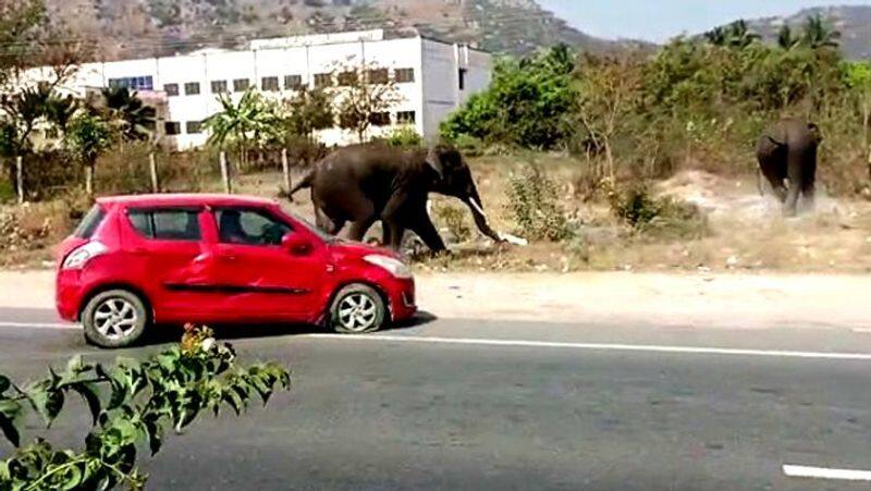 A youth trying to take a selfie with an elephant dies