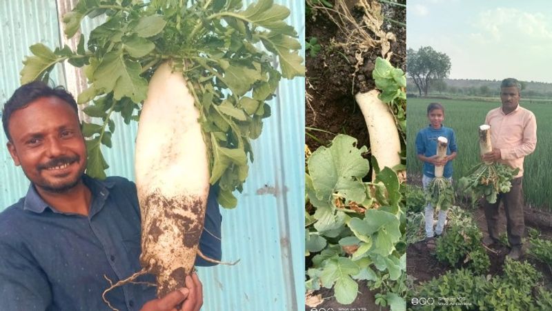 New experiment with groundnut field Maharashtra farmer grows giant radish Each Weighing Over Five Kg akb