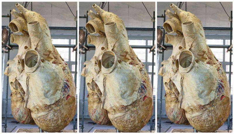 Incredible photo of blue whale's heart weighing 181 kg goes viral Vin