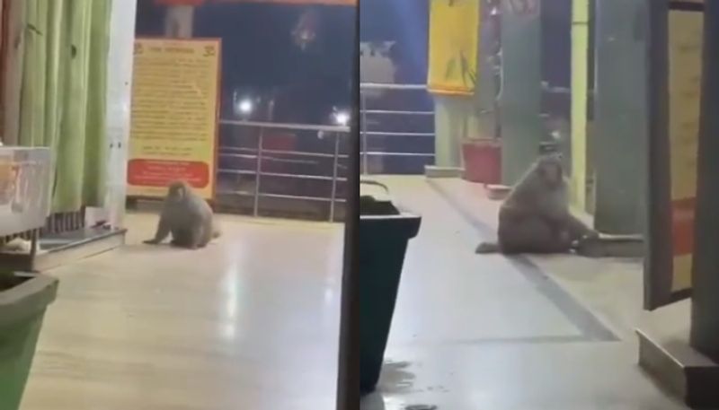 video in which monkey visits temple going viral hyp 