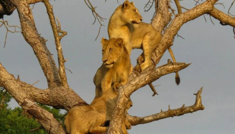 Lions climb trees escape wet ground after floods azn