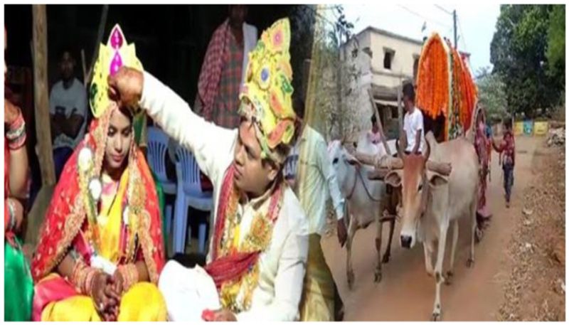 Odisha bride reach on a bullock cart and groom on horse cart to revive dying tradition prn