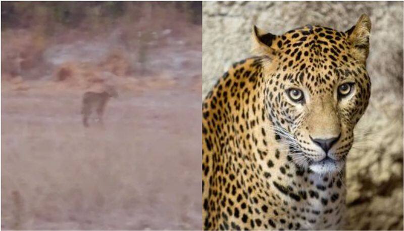 leopard attack north indian worker in coimbatore