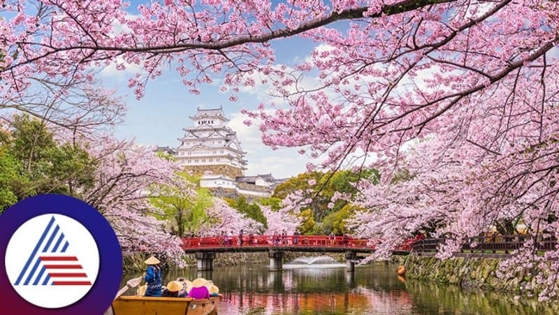 Cherry blossom begins to bloom at Japan 