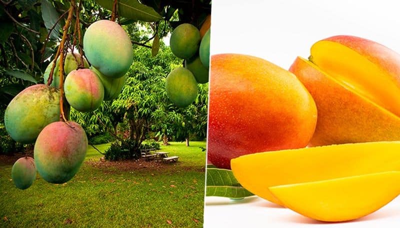 Love Mangoes? Here are benefits of having this delicious fruit in summers vma