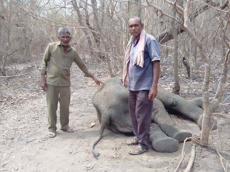 elephent died becuase of illness in hubballi gvd