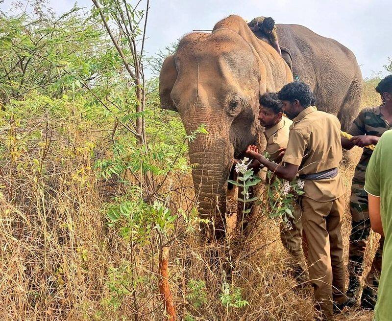 Wild elephant dies in Coimbatore due to electric shock