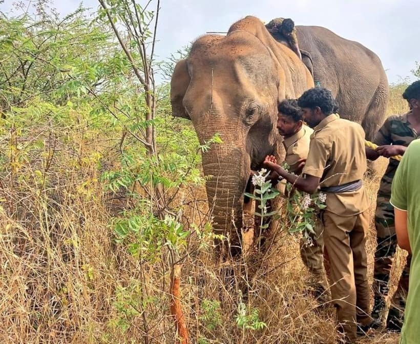 மேலும் ஒரு காட்டு யானை மின்சாரம் தாக்கி பலி; வனத்துறையினர் விரட்டியபோது நேர்ந்த சோகம்