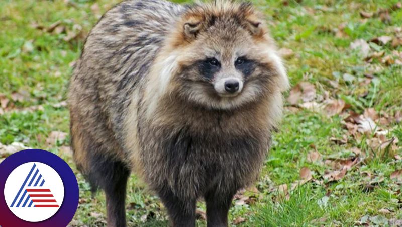 New Evidence Supports Animal Origin of Covid Virus through Raccoon Dogs Vin