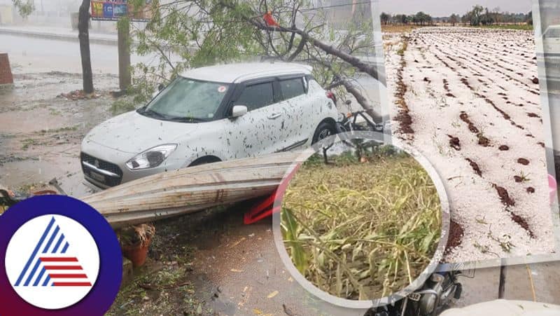 Bidar farmers shaken by hailstorm one farmer died thousands of acres maize mango crop lost sat