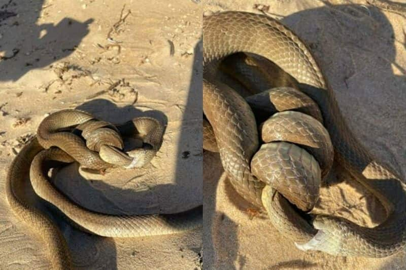 Cannibal snake was spotted eating another of the same species on Binningup Beach in Western Australia