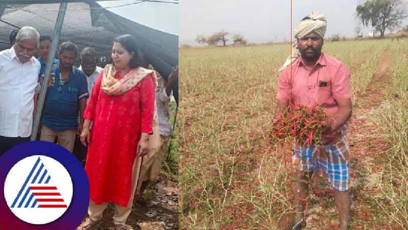 untimely rainfall windstorm Massive crop loss  Farmers panic at kalaburagi rav